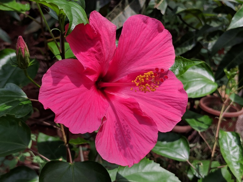 A close-up of a deep pink flower from a tropical hibiscus (Hibiscus rosa-sinensis).