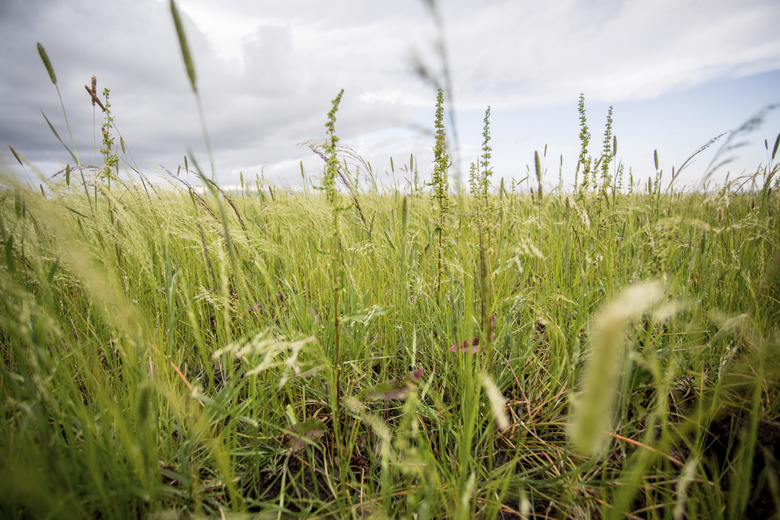 Teff field