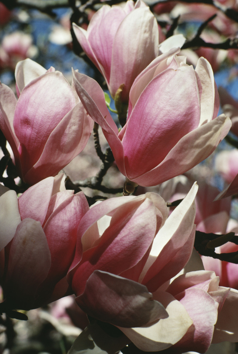 Magnolia flowers blooming in Ontario, Canada