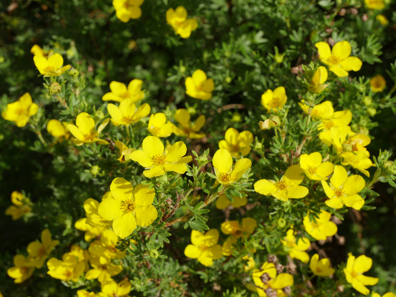 A close-up of a Coronation Triumph shrubby cinquefoil (Potentilla fruticosa 'Coronation Triumph') bursting with yellow flowers.