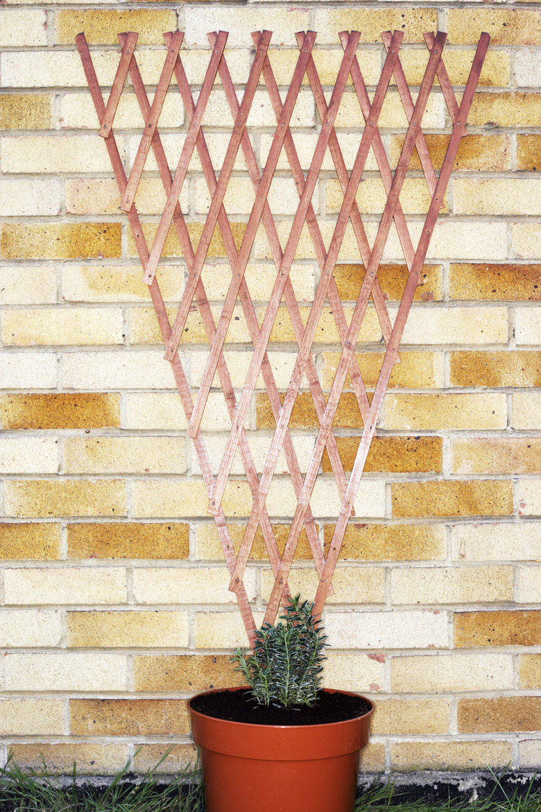 Potted plant under inverted triangle trellis