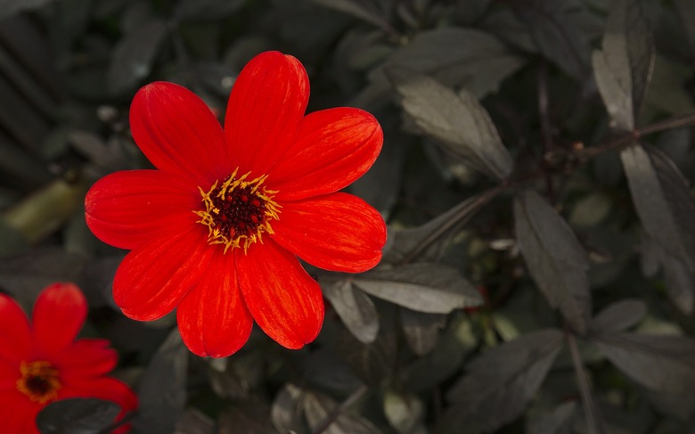 A Mystic Enchantment dahlia (Dahlia 'Mystic Enchantment') seen in Minter Gardens in Chilliwack, British Columbia, Canada.