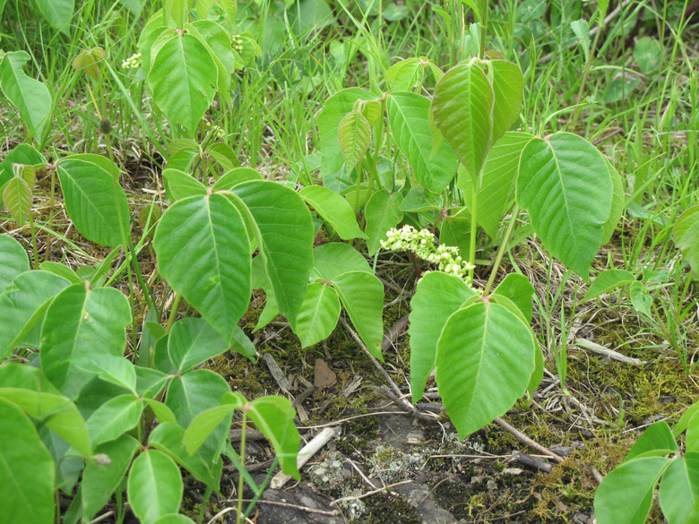 Some poison ivy (Toxicodendron radicans) growing on the ground near some grass.