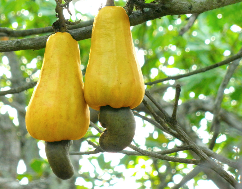 Two fruits of a cashew tree (Anacardium occidentale) still growing on the branch