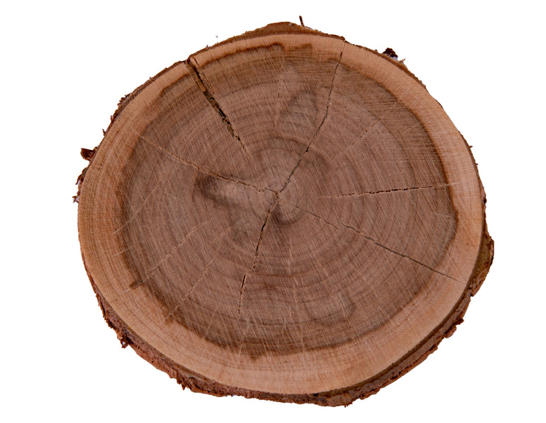 A cross section of a tree trunk with growth rings, isolated on a transparent background.