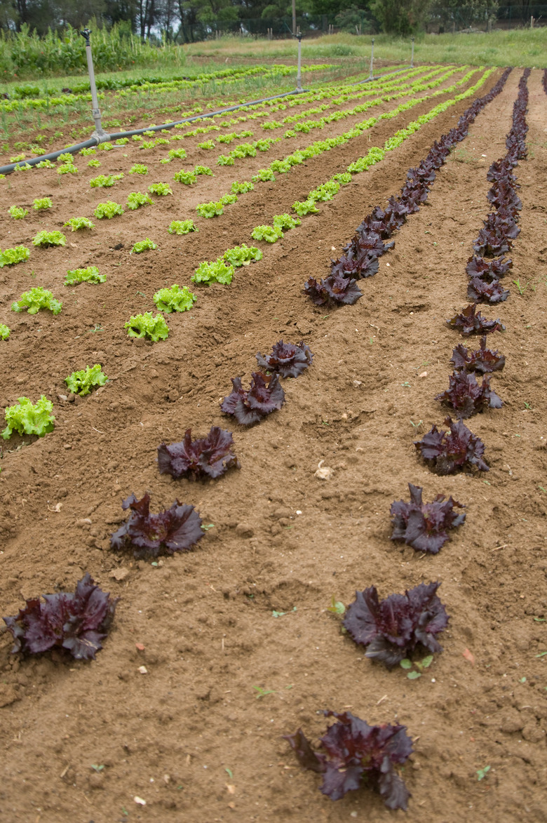 Wide angle view of rows of leafy vegetable crops in field