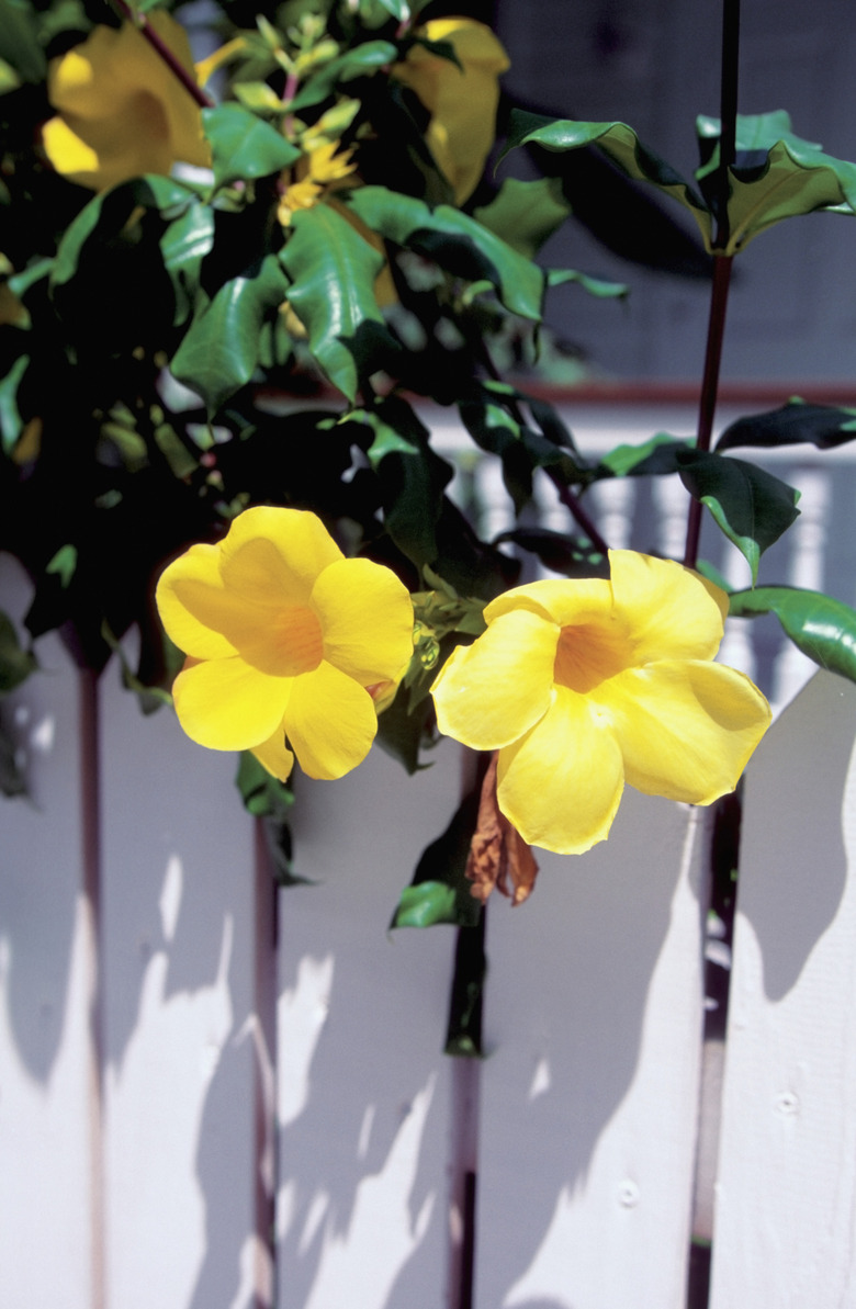 Allamanda flowers on a white fence, Key West, Florida, USA