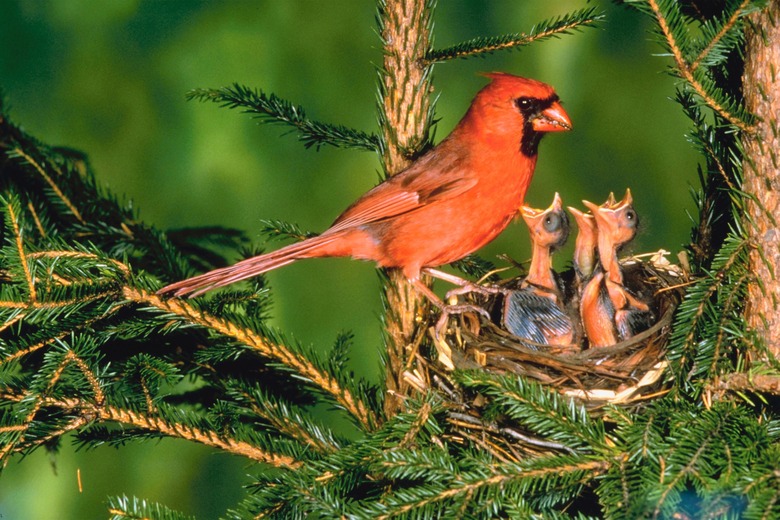 Cardinal feeding offspring