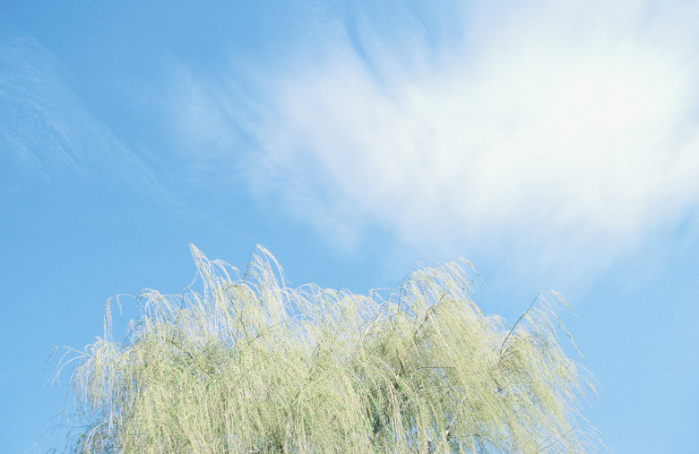 Weeping willow against sky