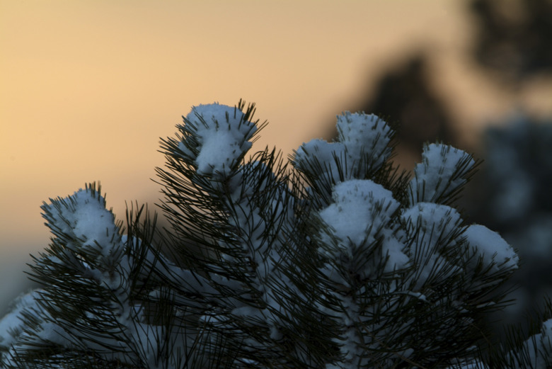 Close-up of snow on fir tree