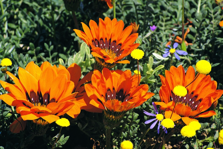 Gazanias, Namaqualand