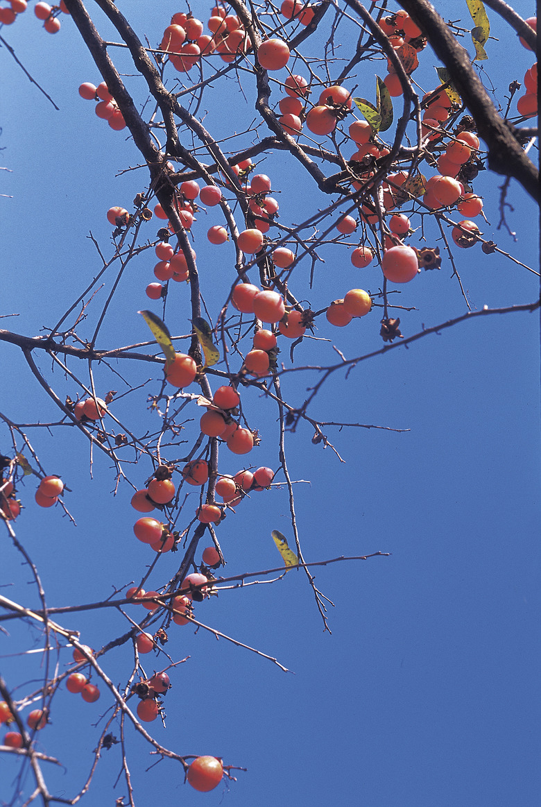 Branches of fruit tree