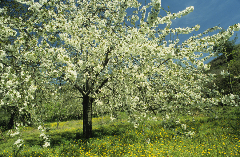 Cherry tree in bloom, Cyprus