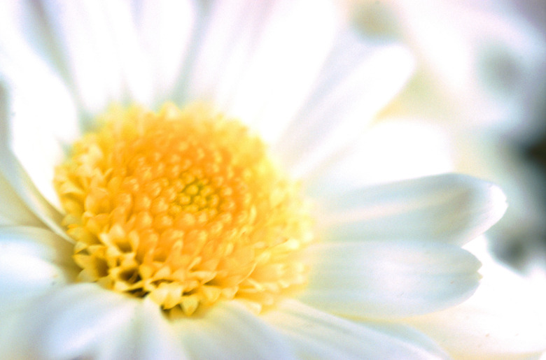 White daisy, full frame