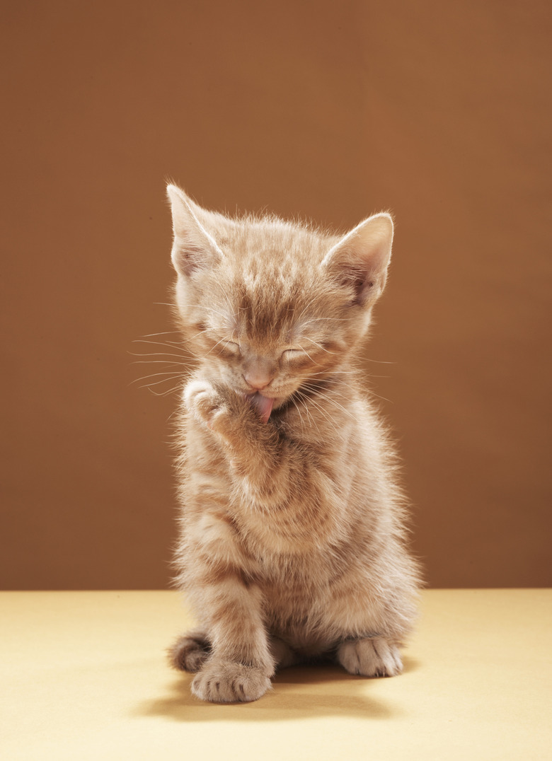 Kitten grooming