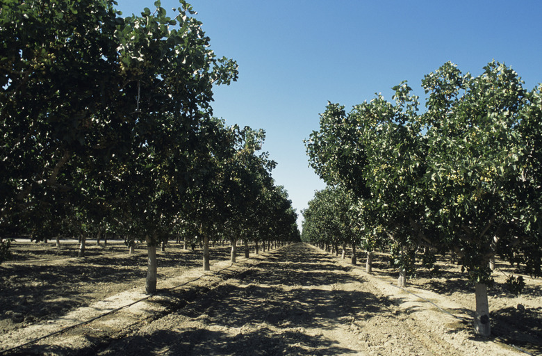 Pistachio orchard, late Spring