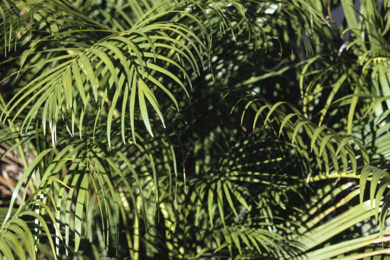 Palm fronds, Puerto Rico, (Close-up)