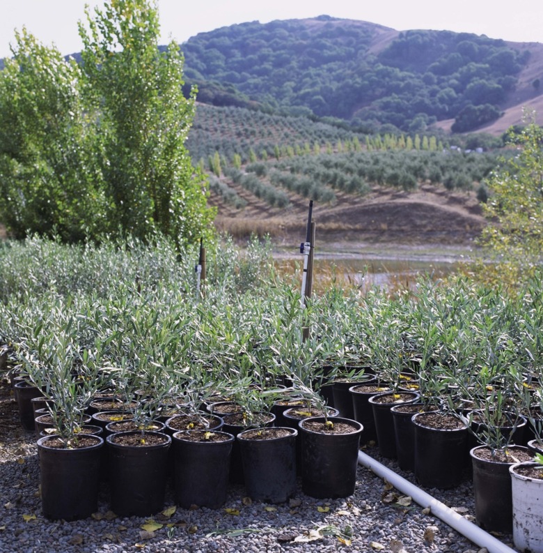 Olive nursery