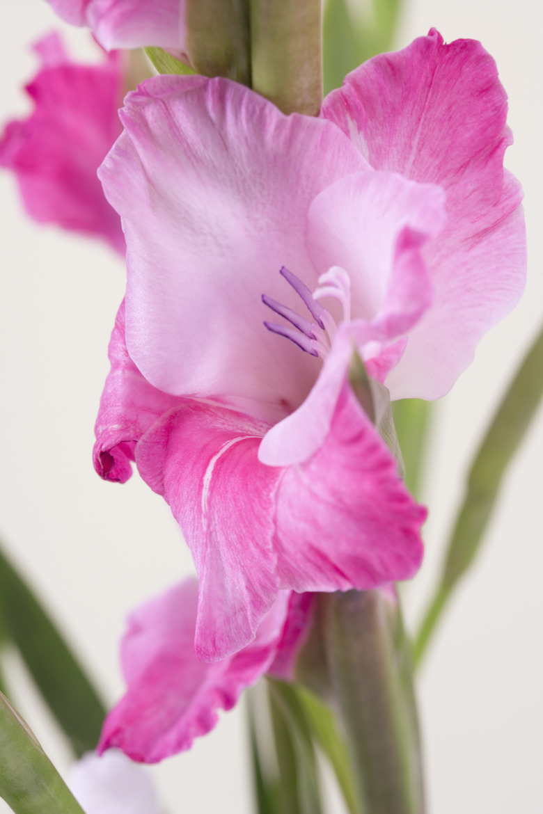 Gladiolus