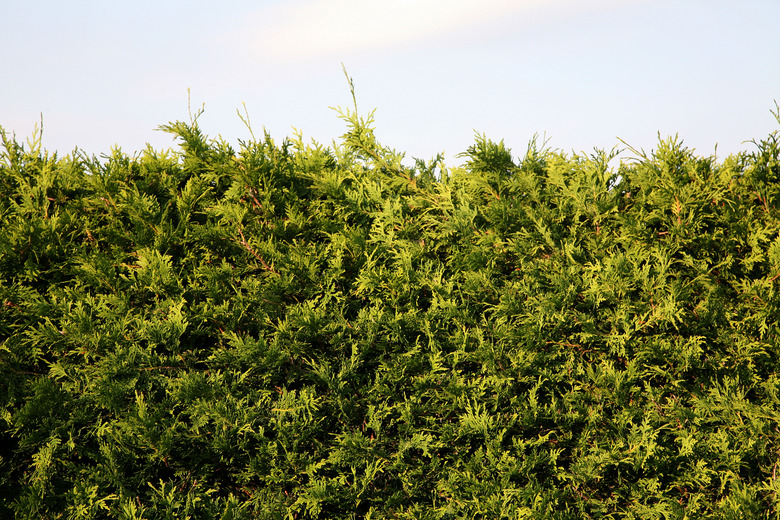 Close-up of juniper hedge