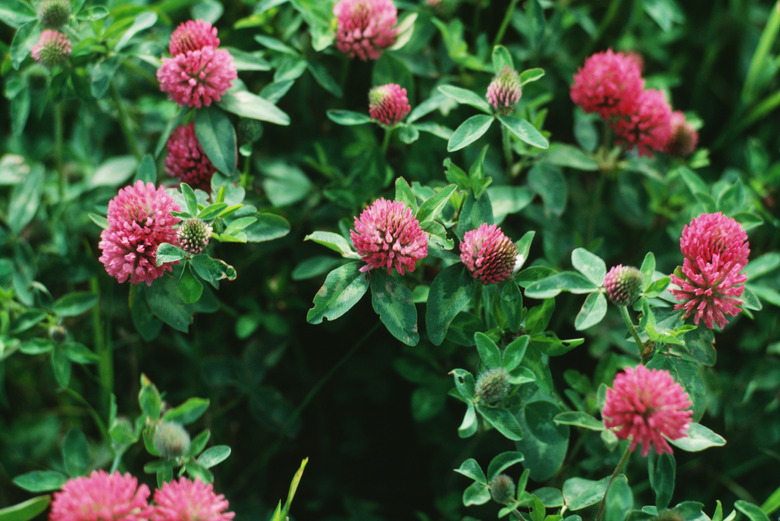 Red clover in bloom