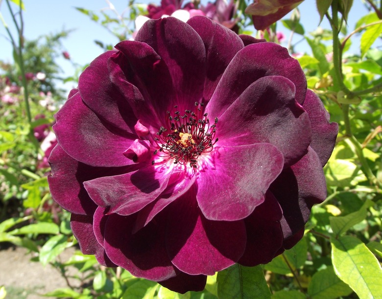 A close-up of a radiant Burgundy Iceberg rose (Rosa ‘PROse’) flower soaking up some sun.