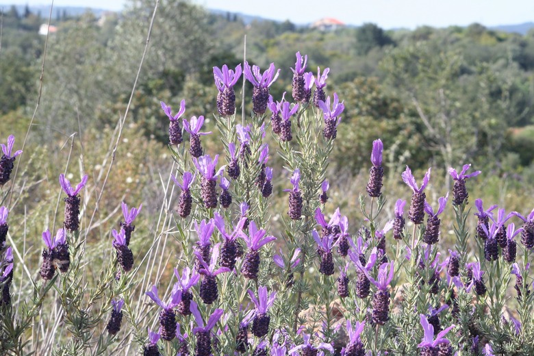 Spanish lavender (Lavandula stoechas) growing on a hillside and overlooking vast hills and valleys.