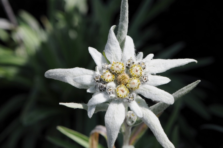 A close-up of a white edelweiss (Leontopodium alpinum) flower.