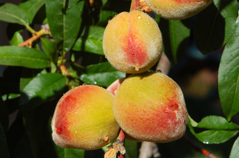 Fruits growing on a peach tree (Prunus persica).