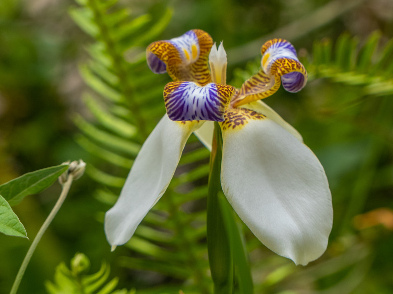 A white, indigo and gold flower of a walking iris (Neomarica gracilis) popping up toward the sky.