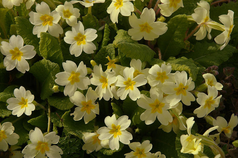 A bunch of yellow common primrose (Primula vulgaris) flowers growing in the partial shade.