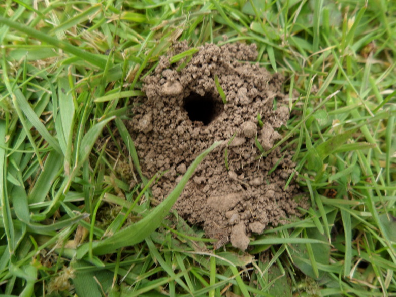 A small hole in a lawn, possibly due to mining bees.