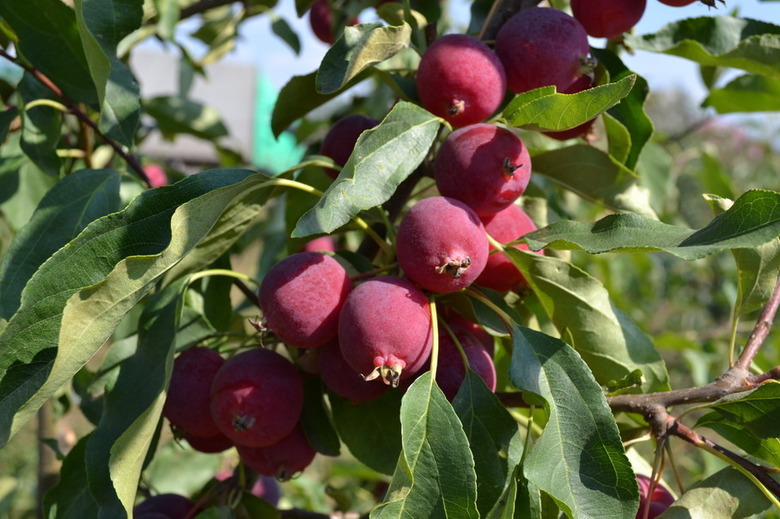 A close-up of the fruits of a Dolgo crabapple tree (Malus 'Dolgo').