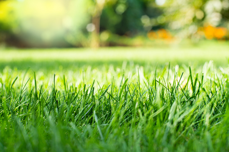 A close-up of green backyard grass freshly mowed.