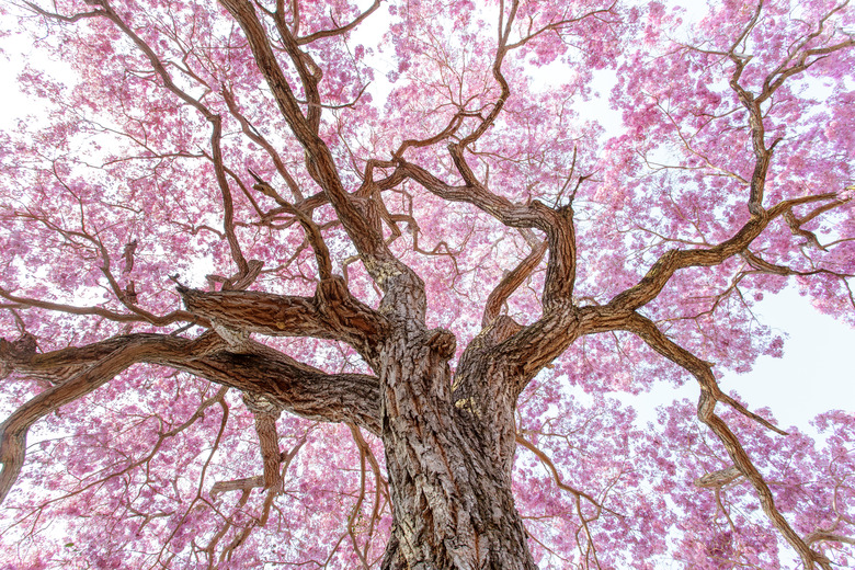 A low angle view of a cherry tree against the sky.