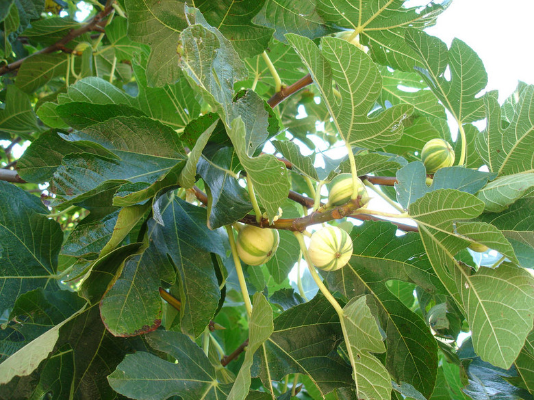 A common fig tree (Ficus carica) with a few unripe fruits growing on its branches.