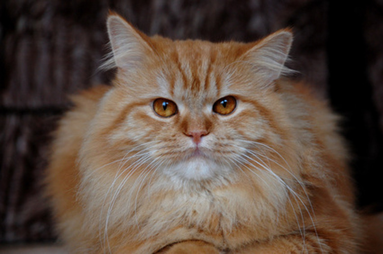 A close-up of an orange cat.