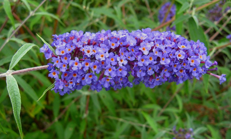 A close-up of a panicle of purple flowers from a Nanho Blue butterfly bush (Buddleja davidii 'Nanho Blue').