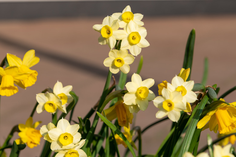 Jonquil (Narcissus spp.) flowers in varying shades of yellow.