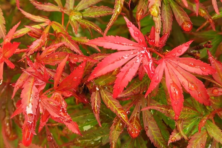 A close-up on the red leaves of a Shaina Japanese maple (Acer palmatum ‘Shaina’).