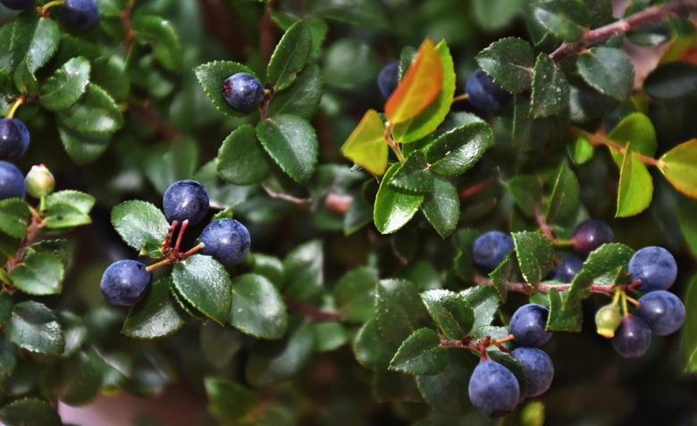 A close-up of the tasty fruits of the evergreen huckleberry (Vaccinium ovatum) plant.