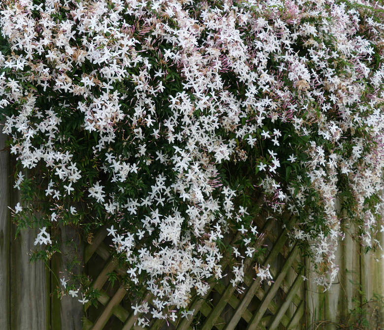 Some wonderful common jasmine (Jasminum officinale) growing along a trellis.