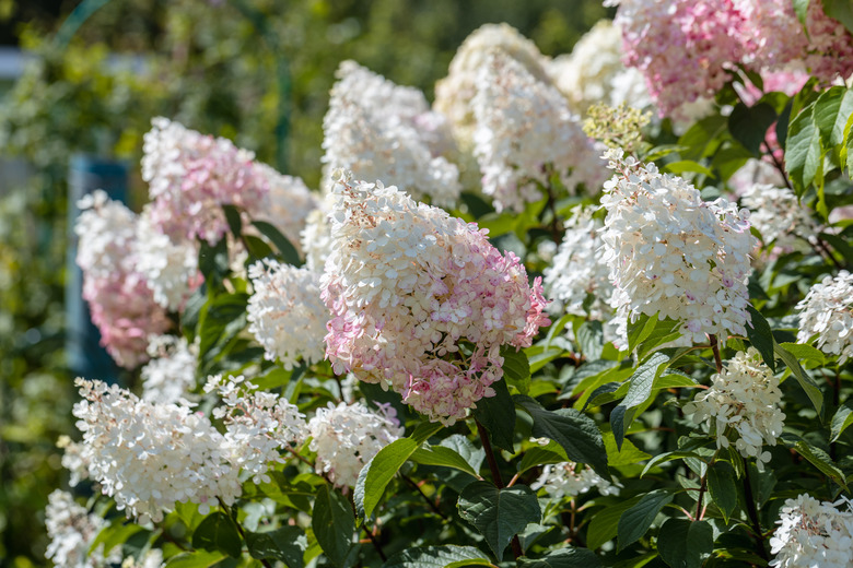 Lovely pink and white flowers from Limelight panicle hydrangeas (Hydrangea paniculata 'Limelight') soaking up some sun.