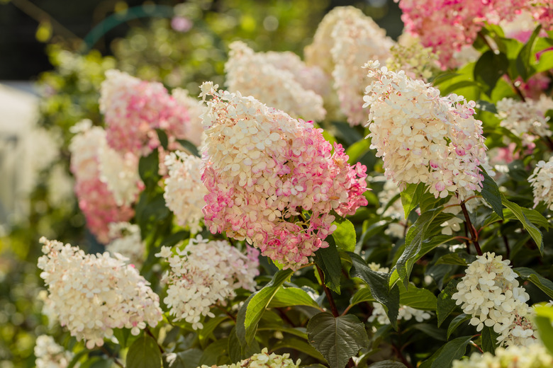 A close-up of some beautiful pink and white Vanilla Strawberry hydrangeas (Hydrangea paniculata ‘Renhy’).