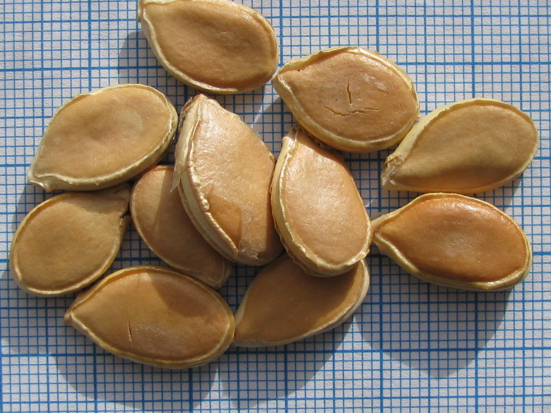 A handful of pumpkin (Cucurbita maxima) seeds laid out on a table.