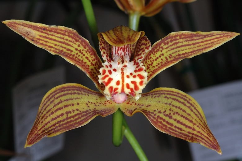 A close-up of a Cymbidium iridioides flower with splotches of yellow, red, orange, and white on its petals.