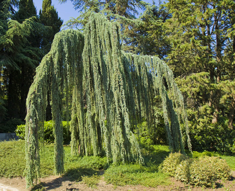 A weeping blue Atlas cedar (Cedrus atlantica ‘Glauca Pendula') amidst other plants.