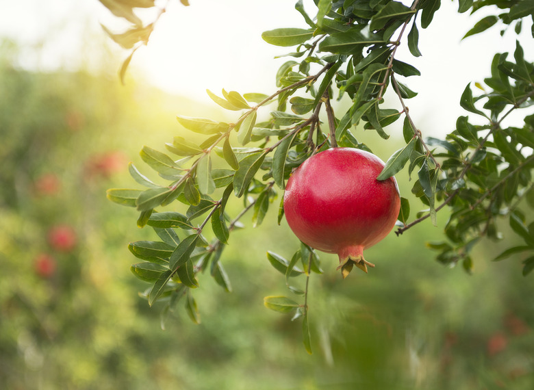 Ripe pomegranates on tree