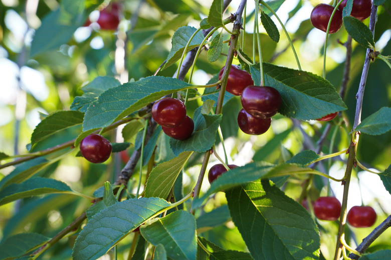 A cluster of ripe dark red Stella cherries (Prunus avium 'Stella') hanging on a branch with green leaves and a blurred background.