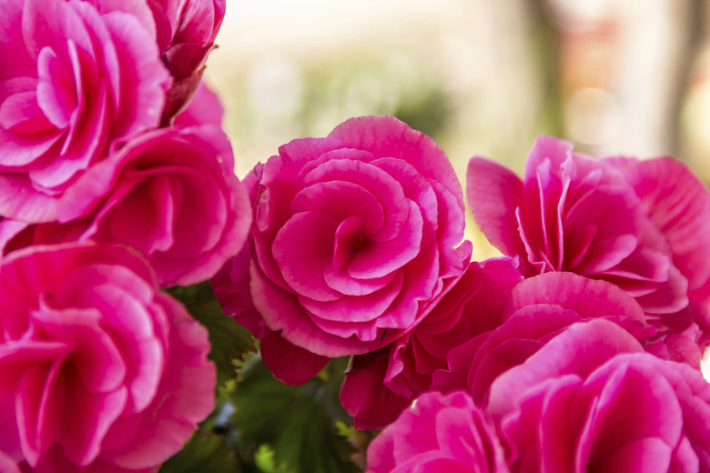 Beautiful flower Pink begonia